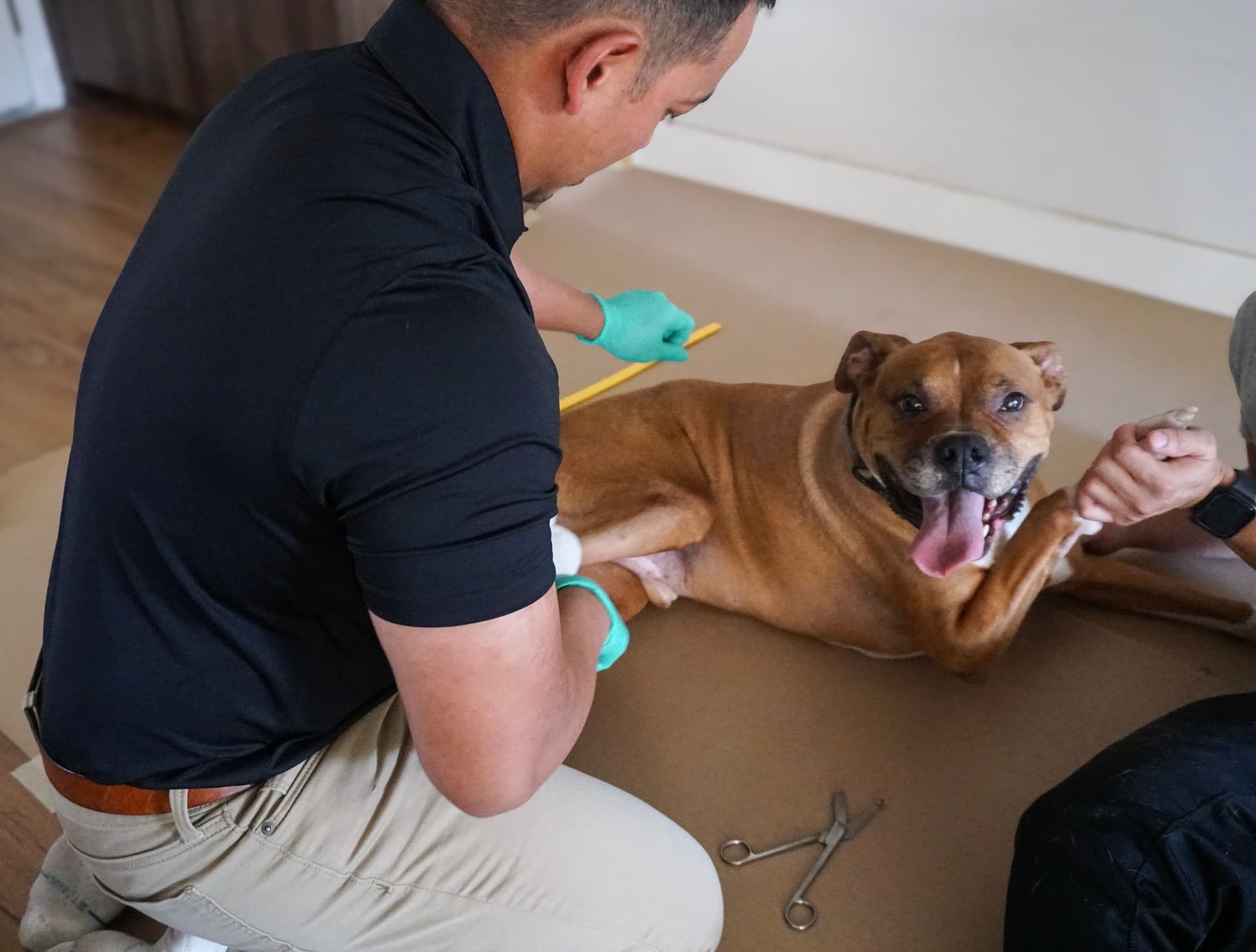 Marley, a happy patient with a custom orthotic device from SoCal Pet Brace